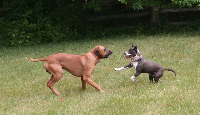 Dogs playing